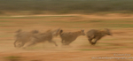 Hyena in motion