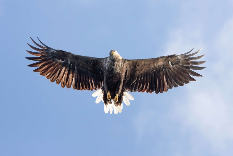 White Tailed Eagle - Isle of Mull - Scotland