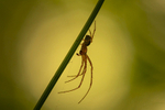 In the world of Spiders