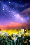 z3038 Daffodils under the Stars, Shanklin