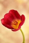 Single Tulip - DSC_3207