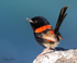 Red Wren Male 1