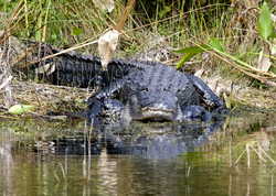 AnimalsCreatures 071