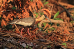 Buff-necked Ibis portfolio