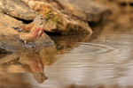 Linnet (male) reflection, Claret, Spain