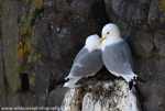 SBG026: Nesting Kittiwakes