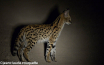 Serval by night