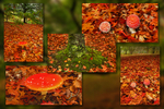 Fly Agaric Quintych