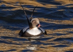 Long-tailed Duck
