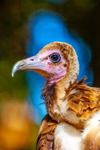 hooded vulture Necrosyrtes monachus-6381