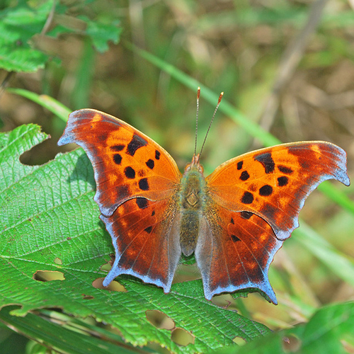 A Question Mark Butterfly. This question mark only had a comma has it's distinguishing icon on the underside. Not com…