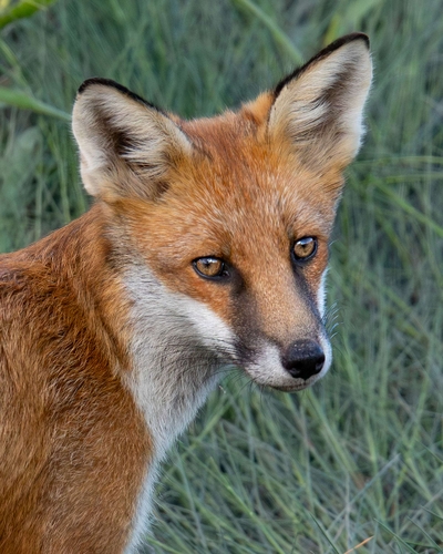 Red Fox (Vulpes vulpes)
