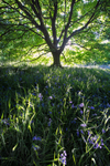 Bells in the Wood