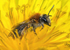 Andrena haemorrhoa (f)