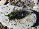 Cicada.