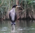 Cormorant
