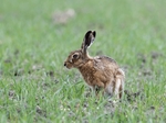 Hares 2018_0006