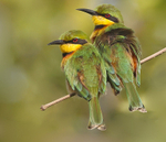 Little Bee Eaters