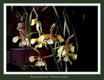 Rossioglossum 'Rawdon Jester'