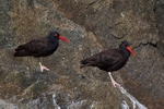 Black Oystercatcher portfolio