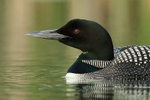 Close-up of Common Loon, Minnesota, USA
