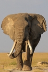 _84Y0340 Amboseli