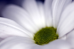 Flower - 2233