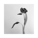 tulip 1