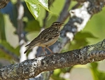 Woodlark