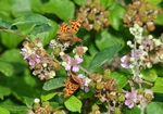 Comma