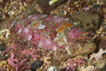 Phrynorhombus norvegicus