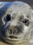 Grey Seal Pup