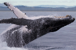 0A3A5958. Breach in Glassy Water 1