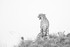 The Lookout_RLP156589