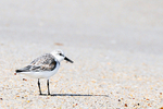 Birds and Animals portfolio
