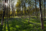 Bluebell Woods, Dorset