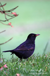 blackbird 241205
