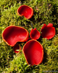 Elfcup fungi (03)