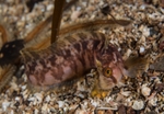 Chirolophis ascanii