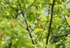 Marsh Warbler
