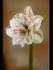 AMARYLLIS by Sylvia Adams