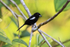 Male White-shouldered Tanager perched, Costa Rica