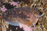 Aeolidia papillosa