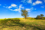 Lone Tree - Hill of Tara