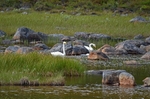 Whooper Swans