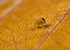 Dicyrtomina ornata