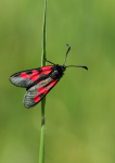 Five-Spot Burnet