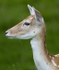 Fallow Deer ref fd 16c