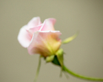 20140525-3K8A1612