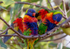 Lorikeet Pair